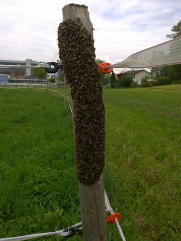 Bienenschwarm Hackenbergstrasse