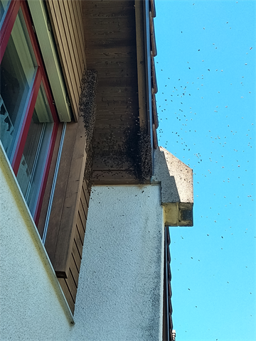 Bienen, Effretikon