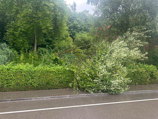 Baum, Lindenstrasse, Effretikon