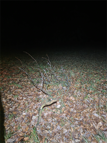 Baum/Ast: Kyburgstrasse, Kyburg