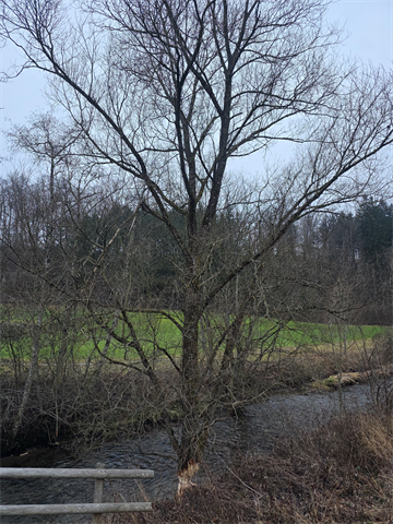 Baum/Ast: Kempttalstrasse, Illnau